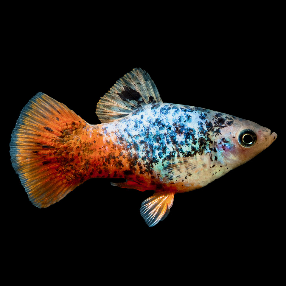 Xiph.maculatus   Platy calico M